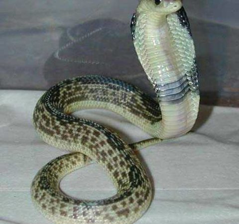 Menino de 2 anos mata serpente com mordida na Índia