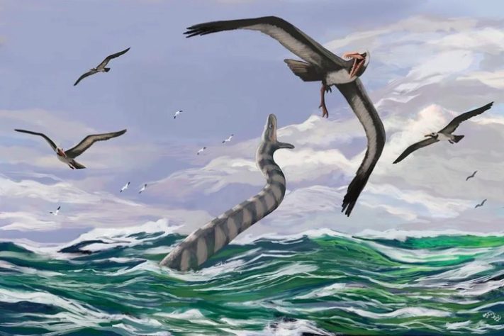 Palaeophis colossaeus – Reprodução
