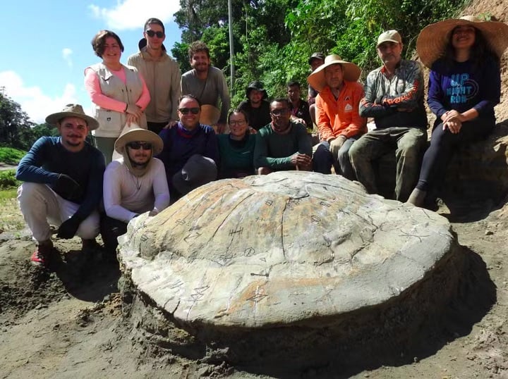 Pesquisadores acham fóssil de tartaruga gigante que viveu na Amazônia há 13 milhões de anos