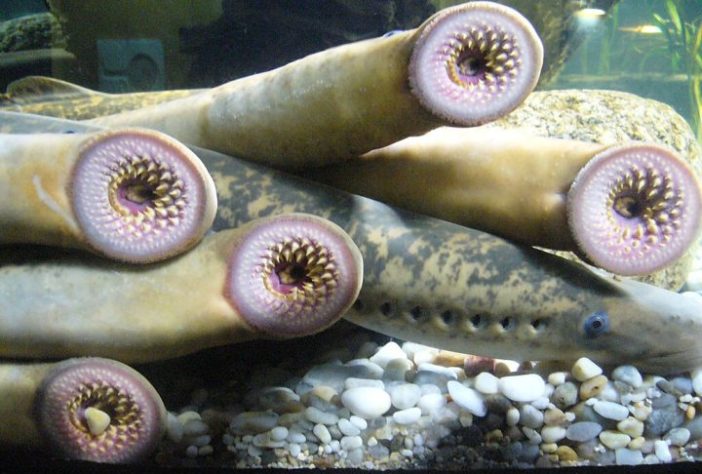 Lampreia