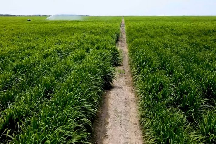 Plantação de cana de açúcar - Barranca, Peru