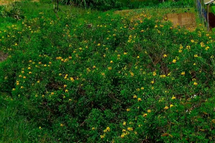 Plantas crotalaria