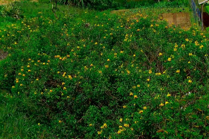 A crotalaria é uma planta usada no Brasil como "adubo verde" por sua capacidade de fixar nitrogênio no solo. -Reprodução/TV Globo