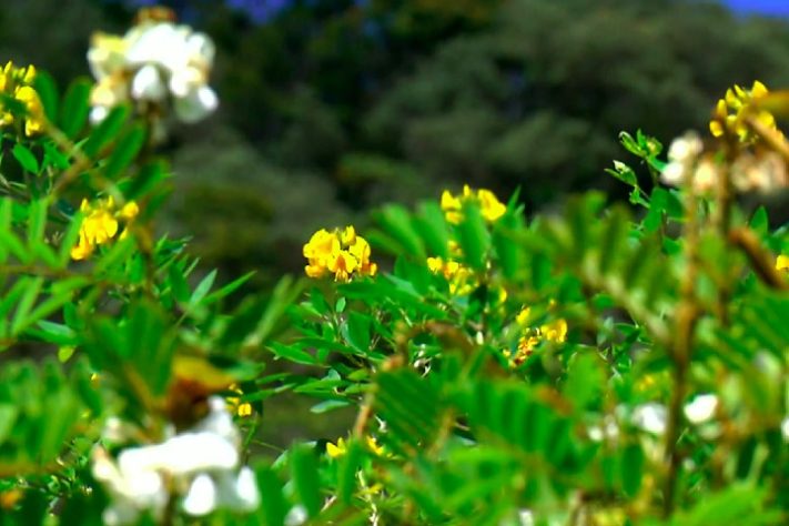 Plantas crotalaria