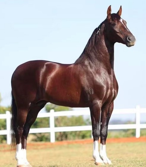 Um dos cavalos que morreram devido à contaminação era um garanhão premiado avaliado em R$ 12 milhões.-Arquivo pessoal/Luciano Conceição