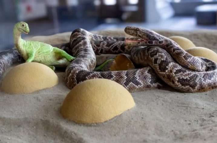 Sanajeh indicus - Reprodução Instagram