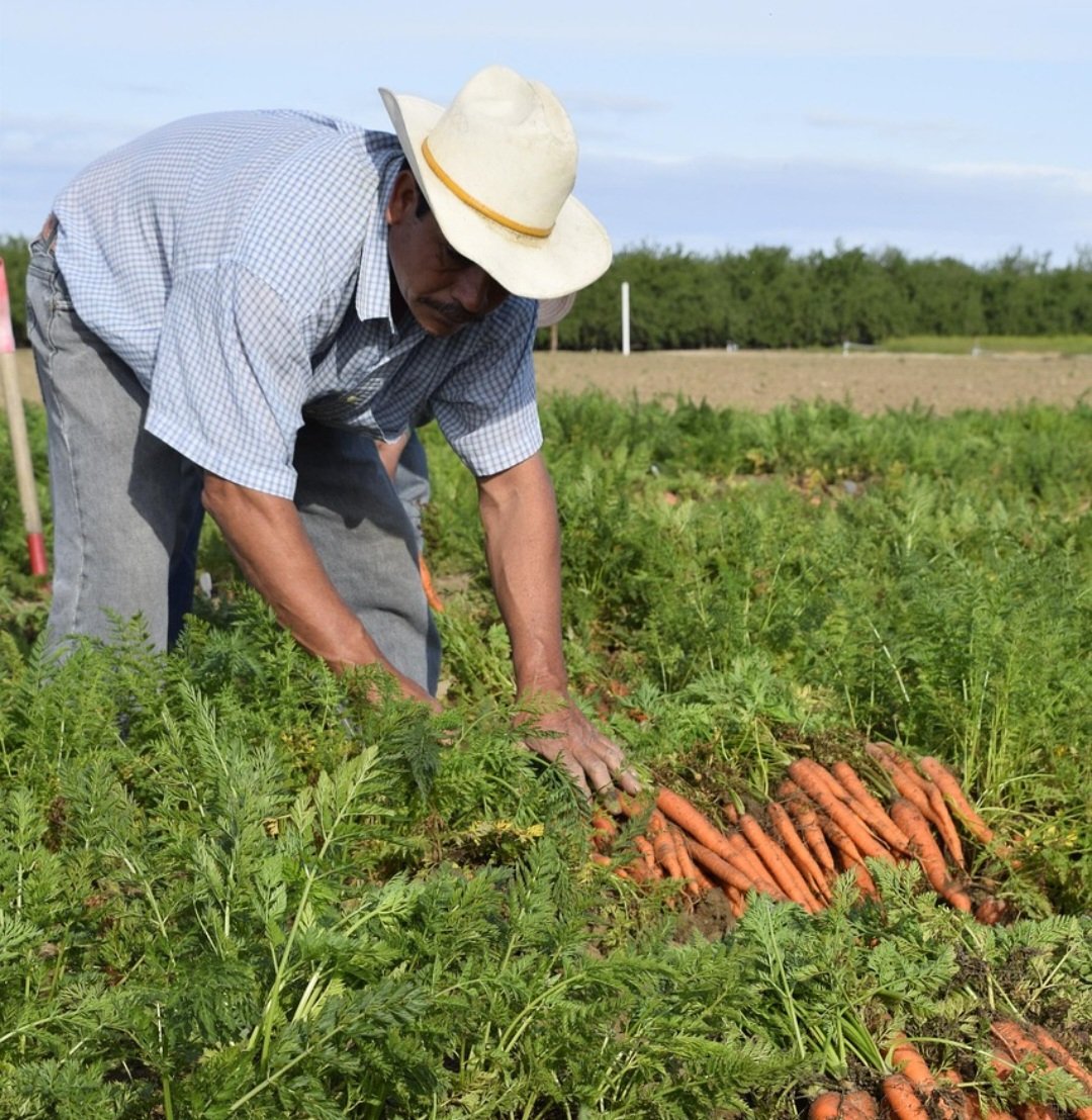 A produÃ§Ã£o de cenoura Ã© uma importante fonte de renda para milhares de agricultores, movimentando milhÃµes de reais e contribuindo com a economia das regiÃµes produtoras.