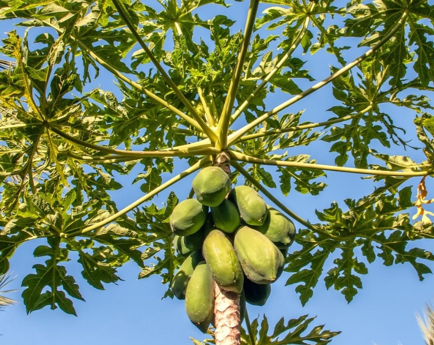 <p>O mamoeiro, de crescimento rápido, oferece frutos doces e nutritivos em pouco tempo. Suas flores discretas liberam aroma suave, tornando a árvore uma opção prática para quem deseja resultados rápidos no quintal.</p>
