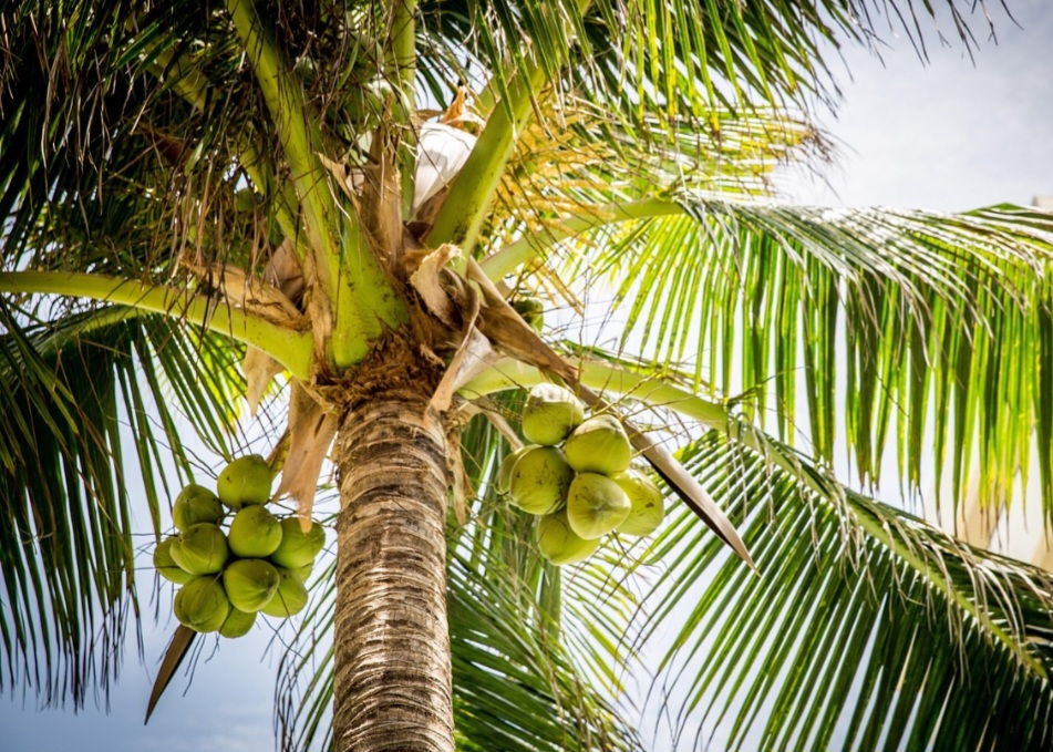 O coqueiro predomina em regiões litorâneas como Salvador, Recife e Fortaleza, pois exige clima quente, úmido e solos arenosos. É resistente à salinidade e comum em praias, avenidas costeiras e terrenos arenosos.