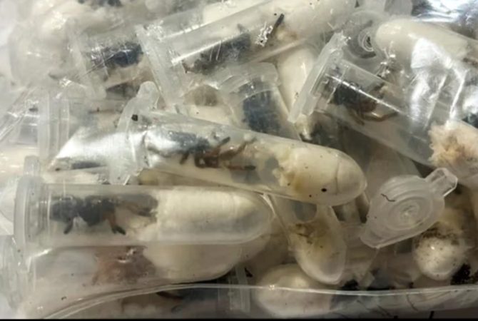 1.500 tarântulas escondidas em caixa de bolo de chocolate são apreendidas em aeroporto