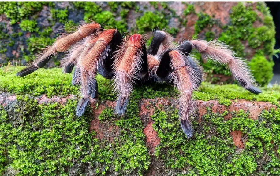 As tarântulas são originárias de regiões tropicais e subtropicais das Américas, África, Ásia e Oceania.  O Brasil abriga diversas espécies de tarântulas, principalmente na Amazônia, no Cerrado e na Mata Atlântica