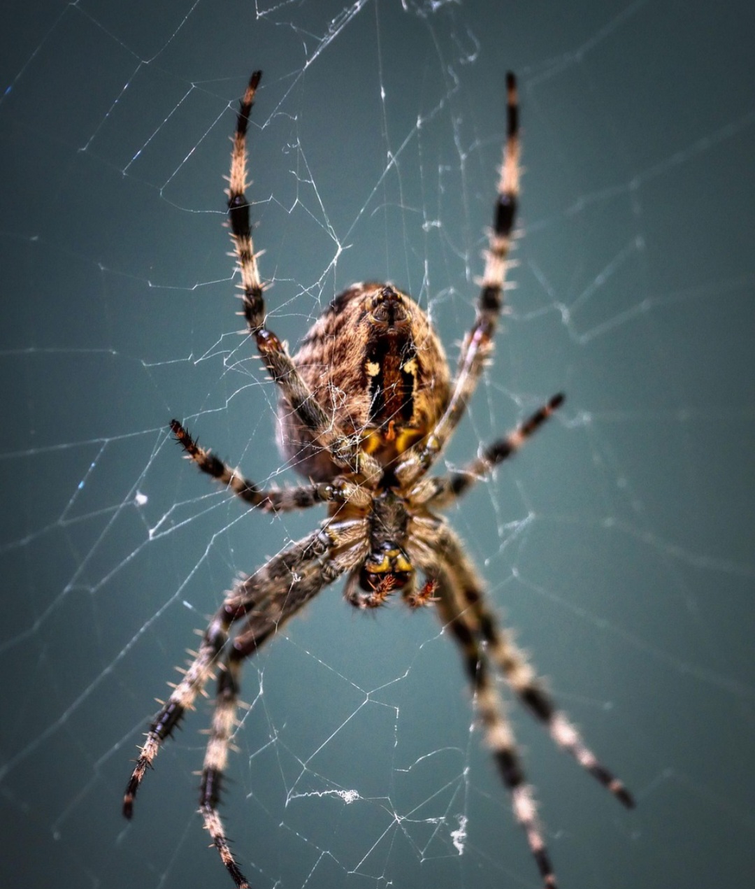 Existem mais de 50 mil espécies de aranhas conhecidas no mundo, e praticamente todas são venenosas, pois usam veneno para paralisar suas presas. Mas menos de 30 espécies têm veneno realmente perigoso para os seres humanos. Veja algumas perigosas: