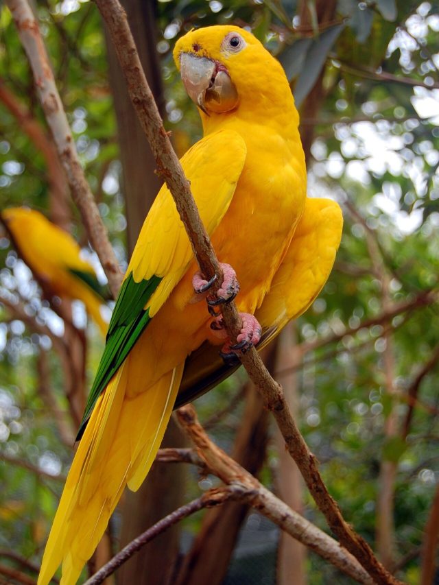 Diversas espécies de animais de matas brasileiras podem desaparecer