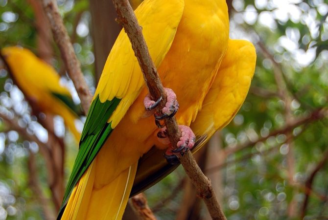 Diversas espécies de animais de matas brasileiras podem desaparecer