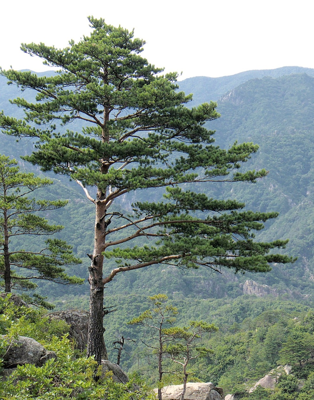 No Brasil, espécies como Pinus elliottii e Pinus taeda foram introduzidas no Sul e Sudeste para suprir a indústria madeireira desde a década de 1960  .