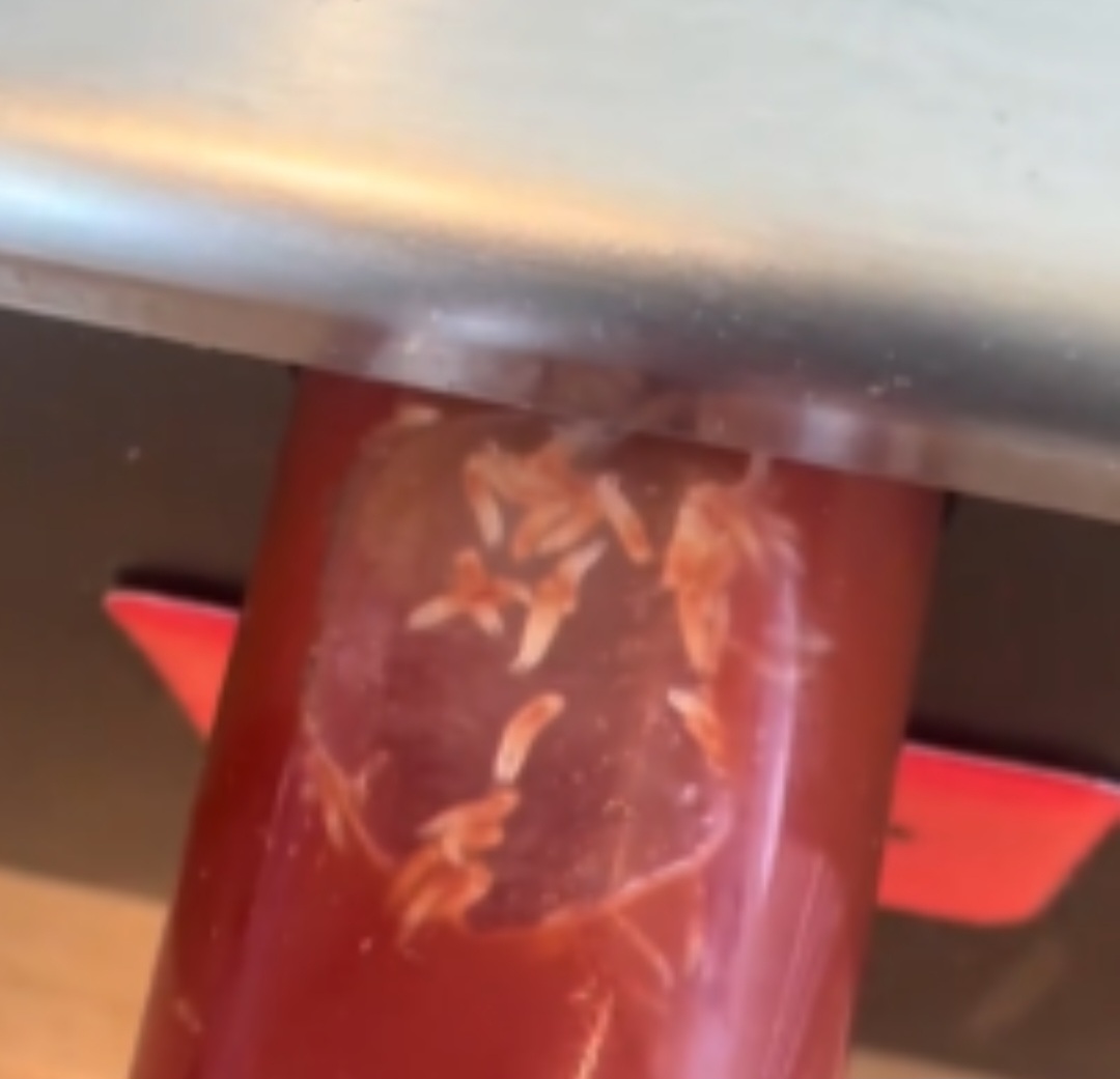 Imagens mostram os bichos no recipiente de ketchup que é utilizado para que os clientes se sirvam do molho em potes menores.