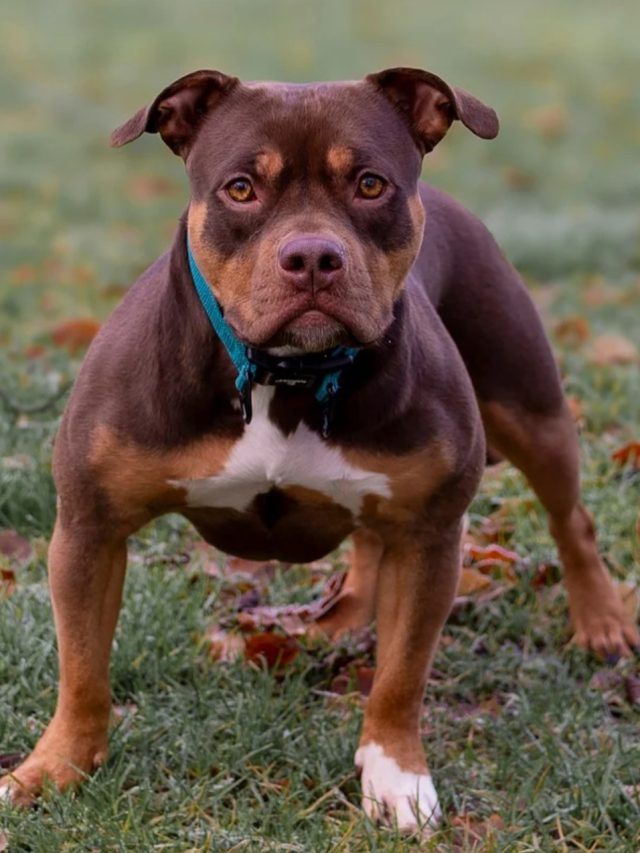 SC impõe regras sobre pitbull; Brasil tem sucessivos ataques e até tutor foi morto por cão dentro de casa