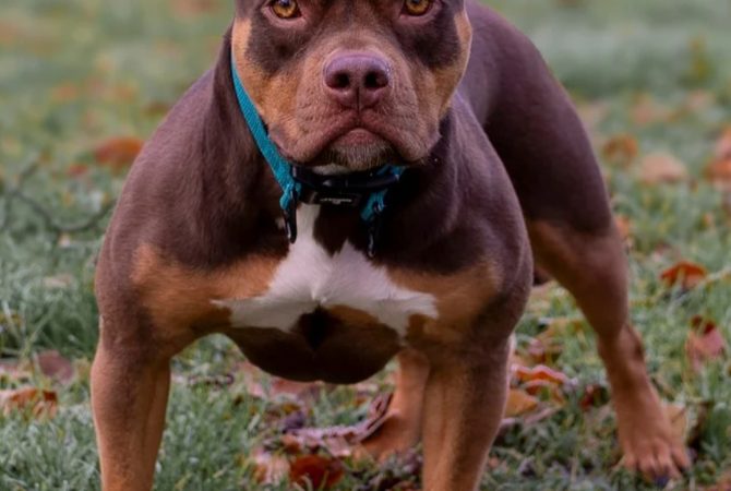 SC impõe regras sobre pitbull; Brasil tem sucessivos ataques e até tutor foi morto por cão dentro de casa