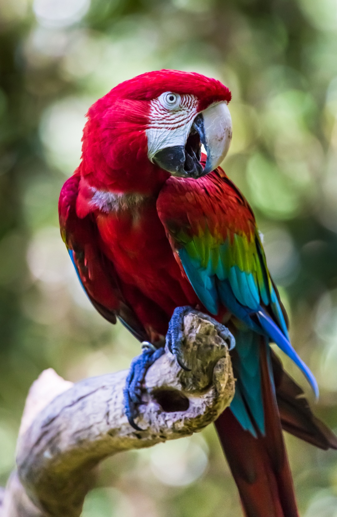 A arara-vermelha é uma das aves mais emblemáticas da fauna brasileira, com penas de um vermelho intenso, além de detalhes em azul e amarelo nas asas