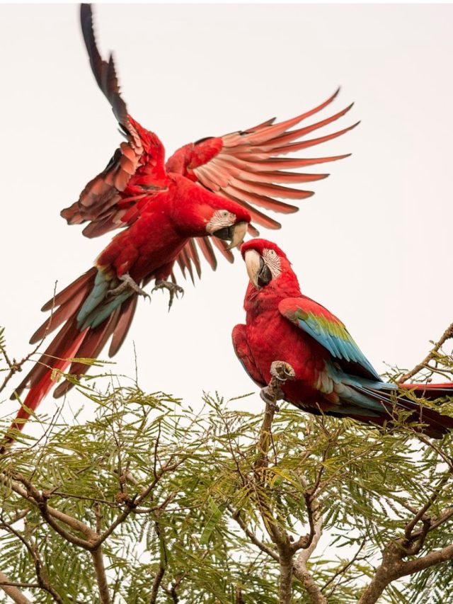 Araras vermelhas fascinam moradores e turistas no Sul do Brasil
