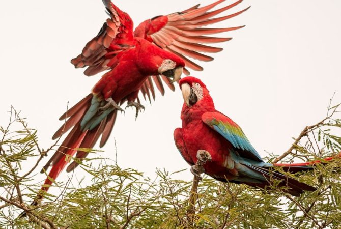 Araras vermelhas fascinam cidade no Sul do Brasil