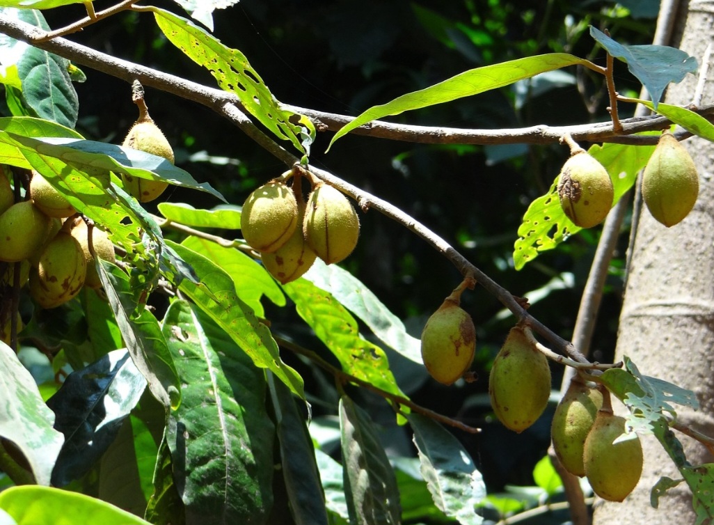 A árvore da noz-moscada cresce bem em climas tropicais úmidos, com solo bem drenado e sombra parcial. Pode levar até sete anos para começar a frutificar, mas depois produz por décadas.
