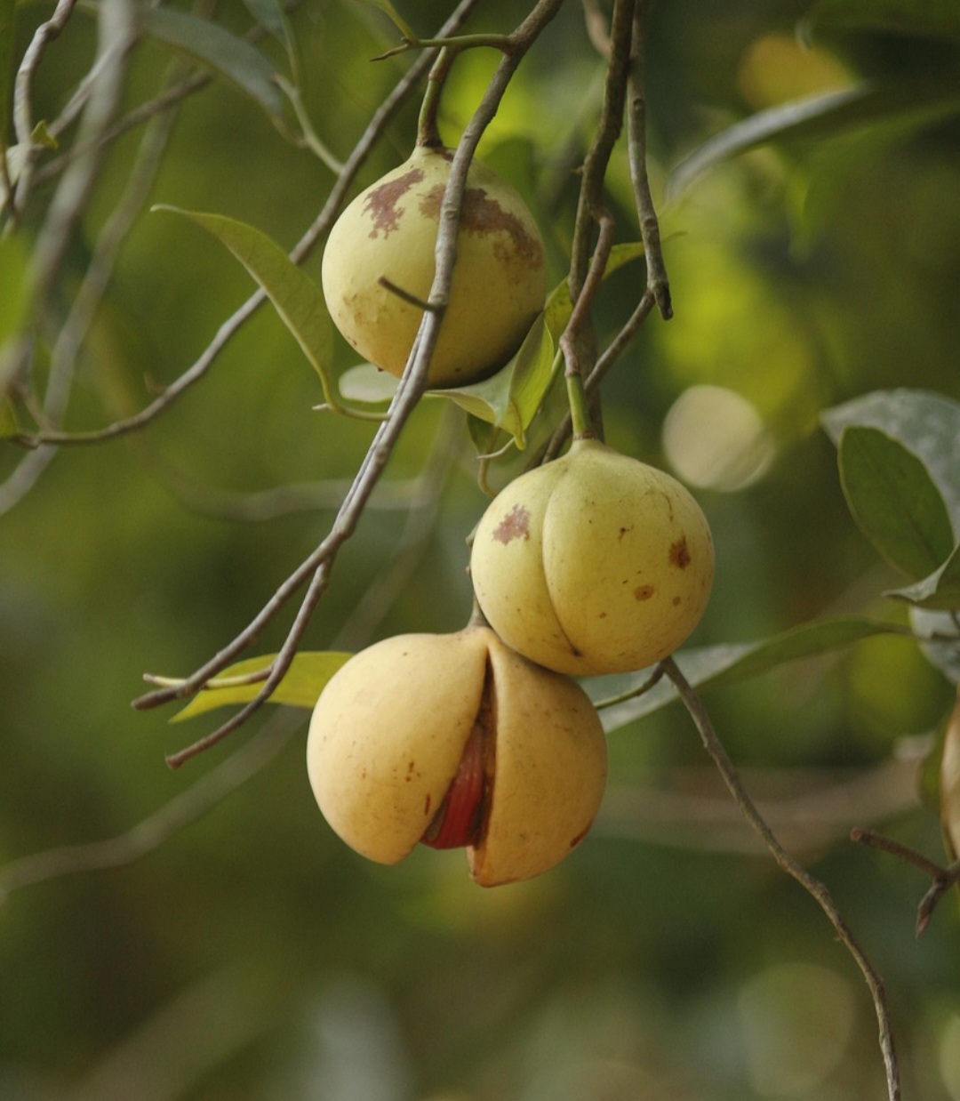 A noz-moscada foi por muito tempo um dos produtos mais cobiçados do comércio marítimo europeu. Durante os séculos XV e XVI, seu valor era comparável ao do ouro em algumas regiões.