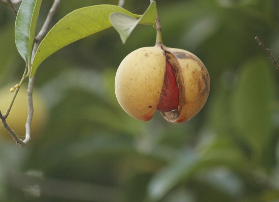 A colheita é feita manualmente: os frutos se abrem ao amadurecer, revelando a semente envolta por uma rede avermelhada (macis). 