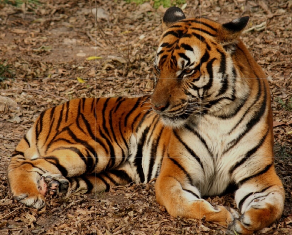 O tigre-do-sul-da-China é provavelmente extinto na natureza, com poucos indivíduos em cativeiro. Foi alvo de perseguições no passado e não há registros confiáveis de avistamentos recentes em vida livre.