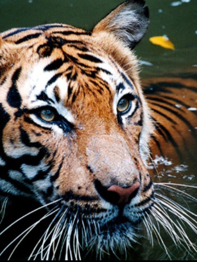 29 de julho é Dia do Tigre: veja as espécies da fera e surpreenda-se com pelagem branca