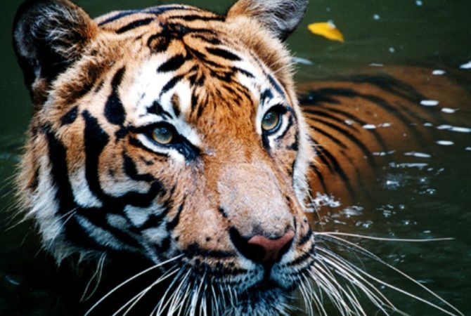 29 de julho é Dia do Tigre: veja as espécies da fera e surpreenda-se com pelagem branca