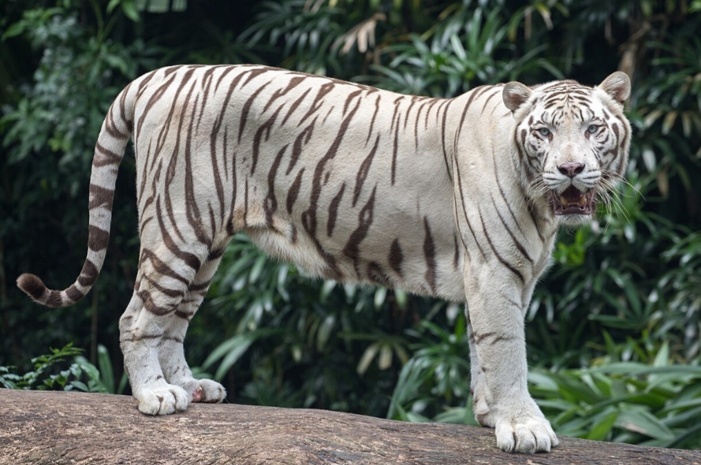 HÃ¡ registros de tigres brancos, que nÃ£o sÃ£o uma subespÃ©cie, mas uma variaÃ§Ã£o genÃ©tica rara do tigre-de-bengala.