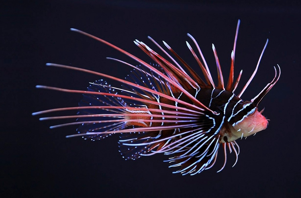 Peixe-leão real: espécie de cores vibrantes, com listras vermelhas, brancas e marrons. Tem nadadeiras longas e espinhosas. Originário do Indo-Pacífico, tem beleza exótica e veneno pmnos espinhos dorsais. 