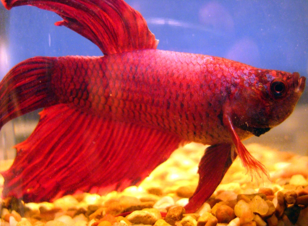 Betta fish vermelho: variedade do peixe Betta splendens com coloração totalmente vermelha, vibrante e intensa. Conhecido por nadadeiras longas e comportamento territorial, sendo popular em aquários por sua beleza e vivacidade. 