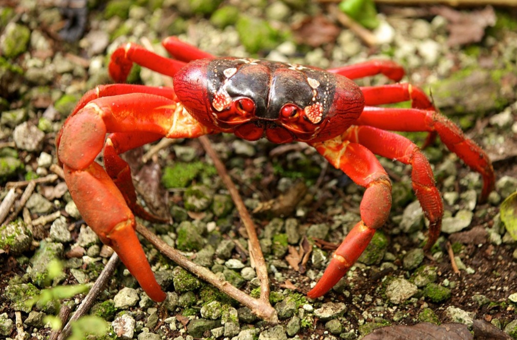 Caranguejo vermelho - Famoso por suas migrações em massa para desovar no mar. Com coloração vibrante, vive em florestas tropicais e passa a maior parte do ano em terra firme.