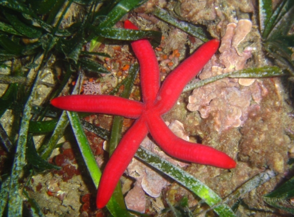 Estrela-do-mar - Ophidiaster ophidianus - Comum em regiões rochosas do Atlântico Nordeste e do Mediterrâneo. Tem cinco braços alongados e corpo levemente granulado. Espécie pacífica, importante para o equilíbrio dos ecossistemas marinhos costeiros.
