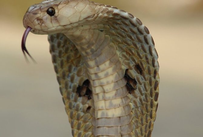 Ferinha: menino de 2 anos é ameaçado por Naja, mas ele é que morde e mata a cobra