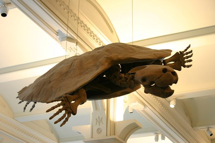 Tartaruga Stupendemys geographicus
