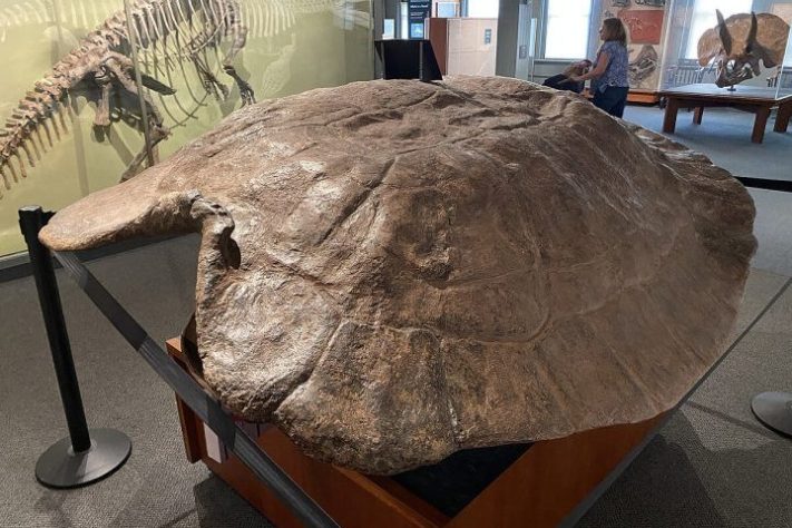 Tartaruga Stupendemys geographicus