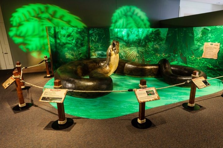 Titanoboa, maior cobra já existente - Divulgação/ Museu Nacional de História Natural do Smithsonian