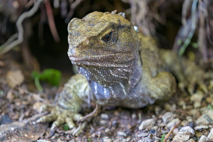 Tuatara