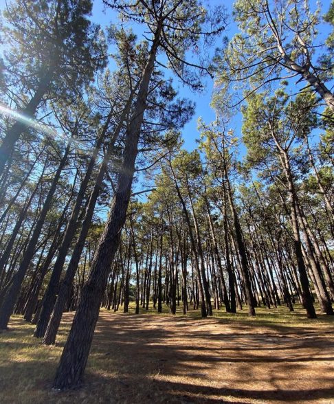 O Vivero Dunícola Florentino Ameghino, outro ponto famoso de Miramar, contribui para a preservação das dunas costeiras e oferece um agradável passeio para famílias.-Reprodução/Instagram