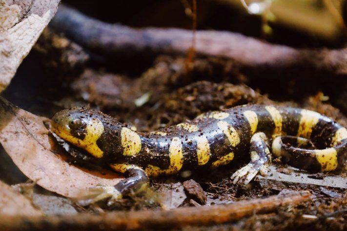 Salamandra - Anastasia P/Unsplash