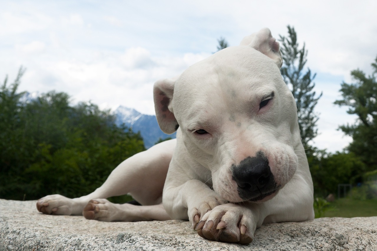 8º lugar - Dogo Argentino – até R$?40.800. Desenvolvido na Argentina para caça de animais grandes, é forte, valente e protetor, mas precisa de liderança firme.