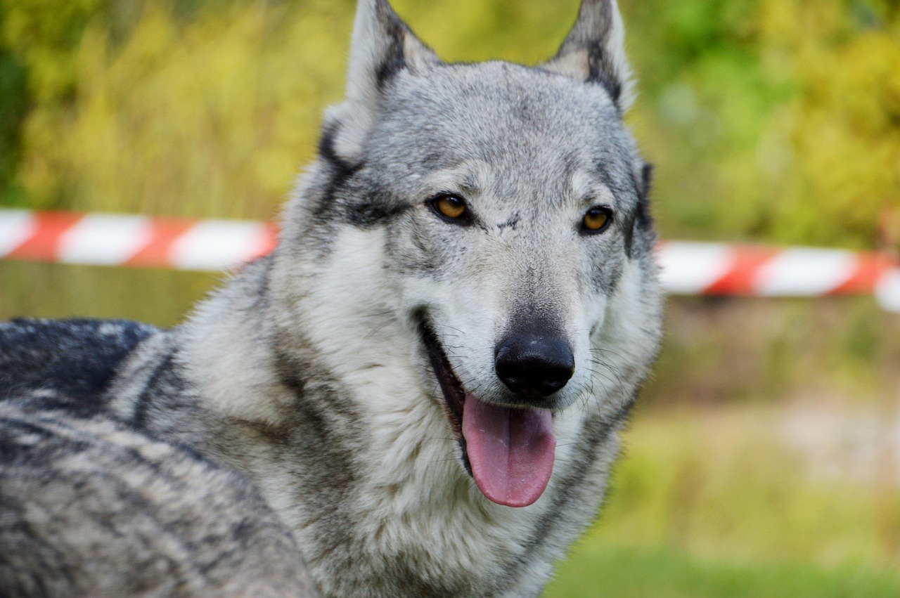 7º lugar - Cão-lobo Tchecoslovaco (Czechoslovakian Wolfdog) – até R$?40.800. Criado na antiga Tchecoslováquia na década de 1950, cruza de pastor alemão com lobo, é inteligente e exigente.
