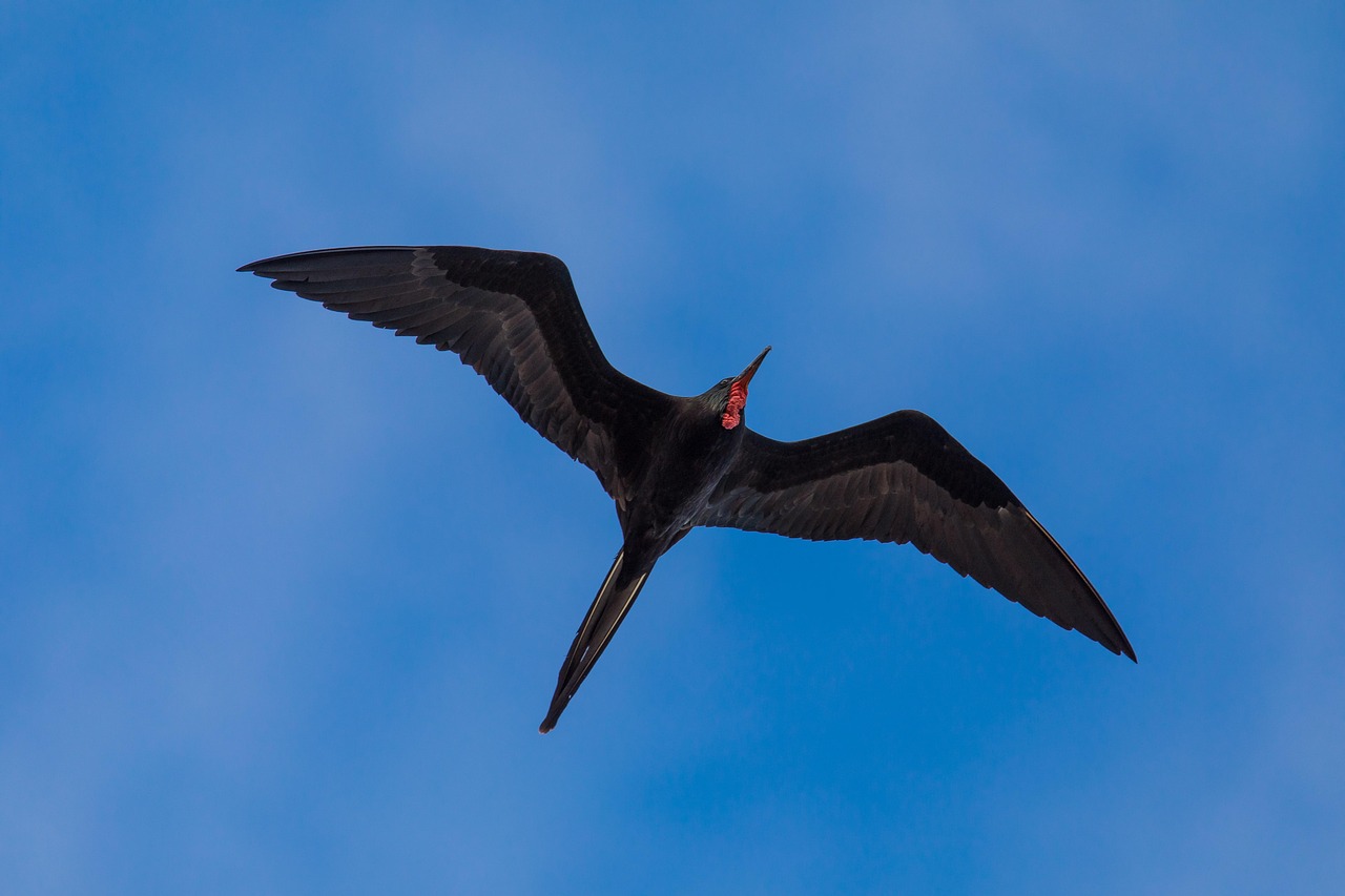 São consideradas mestres do voo entre as aves oceânicas. Apesar de viverem no mar, as fragatas não se pousam na água, pois suas penas não são impermeáveis

