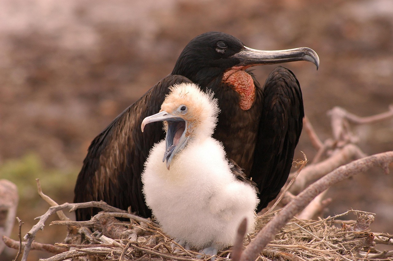 Nas Galápagos, a fragata-grande faz ninhos em arbustos ou árvores baixas em áreas secas das ilhas. As fêmeas botam apenas um ovo, e a criação do filhote pode durar mais de um ano, o que limita a frequência reprodutiva.