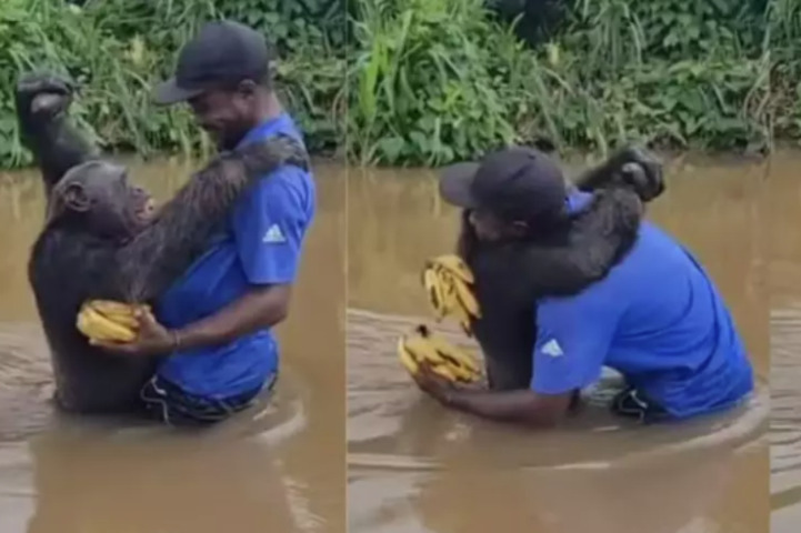 Emocionou: Chimpanzé reconhece antigo cuidador e corre para abraçá-lo
