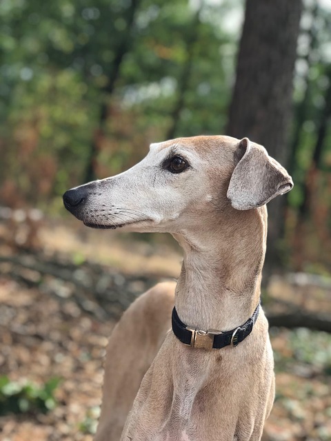 6º lugar - Azawakh – até R$?43.350. Originário da região do Sahel, na África, é um galgo elegante, veloz, magro e muito leal aos donos.