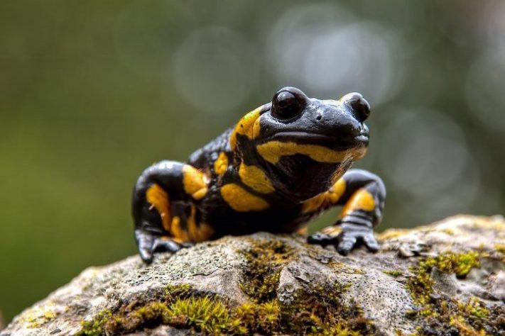 Salamandra - Daniel Stuhlpfarrer/Pixabay